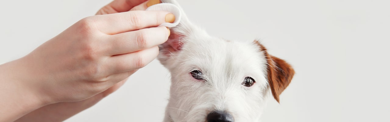 Отодектоз ушной клещ у собак: что делать, симптомы и лечение в домашних условиях